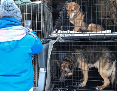 Miniatura: Starosta alarmuje, że jest „o wiele...