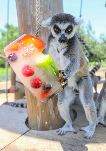 Lemur w&nbsp; Izmir Nature Park