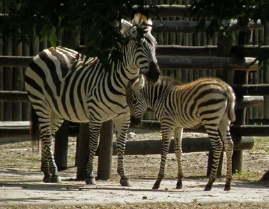 Miniatura: Warszawskie ZOO wprowadza obostrzenia....