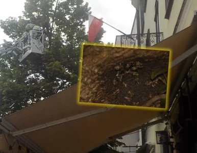 Miniatura: Pilna akcja strażaków na Śródmieściu. Rój...