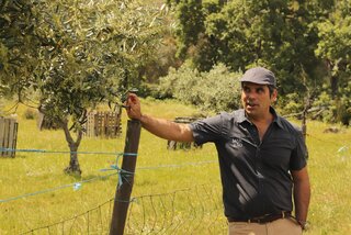 Visita a um olival no Alentejo
