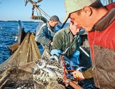 Miniatura: Koniec polskiej ryby nad Bałtykiem