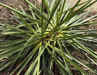 Miniatura: Wystarczy garść pod jukę. Latem pojawi się...