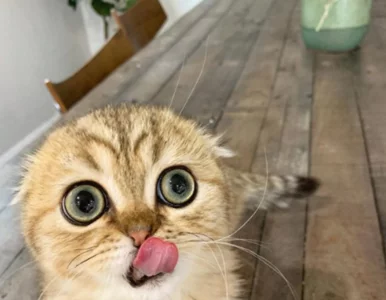 Miniatura: Ten kot wygląda na ciągle zaskoczonego....