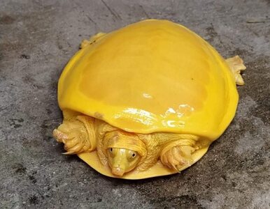 Niezwykły żółty żółw znaleziony w Indiach. Zachwycił internautów
