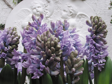Hiacynty, hyacinthus orientalis