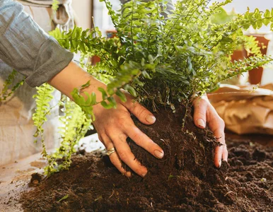 Miniatura: Liście bledną i drobnieją? To może być...