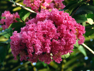 Lagerstroemia, czyli bez południa