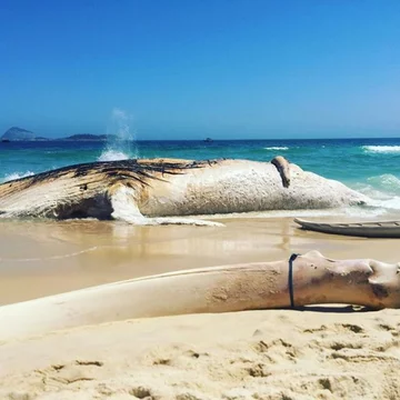 Humbak wyrzucony na plaży w Rio de Janeiro 