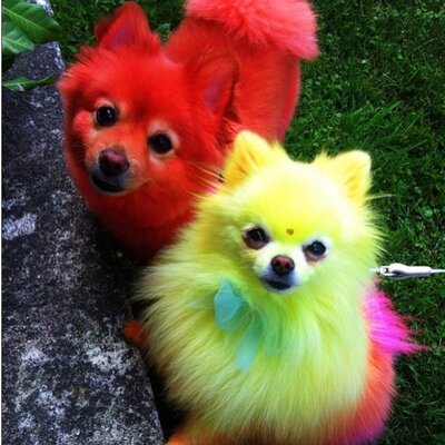 Miniatura: Jeffree Star ma pięć psów. W przeszłości...