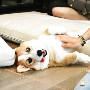 Psia kawiarnia w Bangkoku 