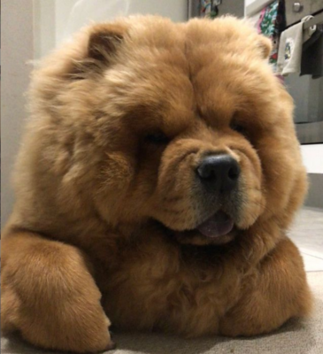 Miniatura: Mishka to pies rasy chow chow. Wygląda jak...