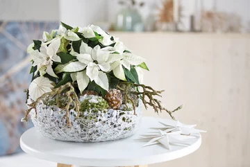 Poinsecja znana także jako gwiazda betlejemska 