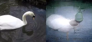 Obrazy "zrekonstruowane" przez sztuczną inteligencję 