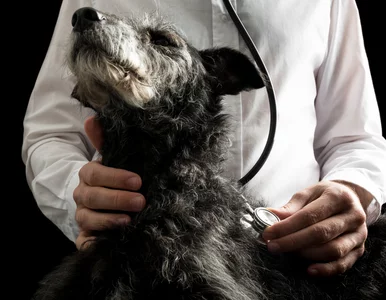 Miniatura: Rośnie liczba psich adopcji. Dzięki mediom...