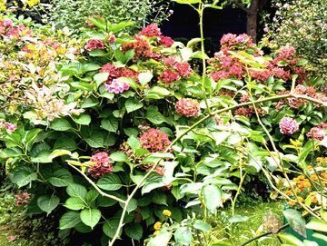 Hortensje jesienią &ndash; przygotowanie do&nbsp;zimy