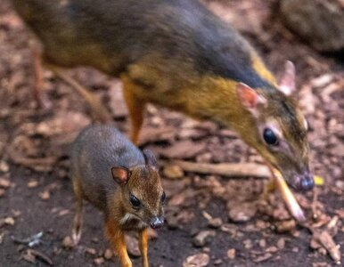 Miniatura: W Łodzi przyszedł na świat myszojeleń....