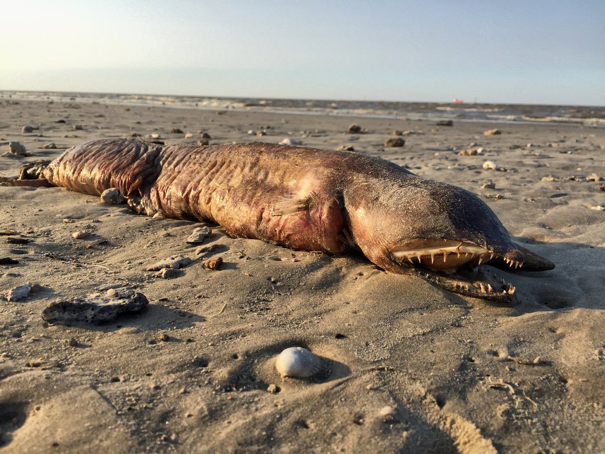 Morski potwór na plaży w Teksasie 
