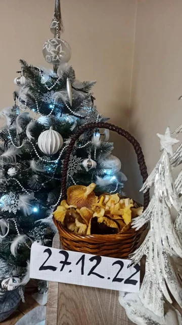 Udane grzybobobranie w grudniu 