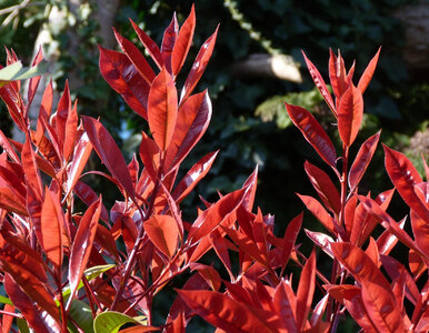 Miniatura: Zamiast tui posadź ten krzew. Polscy...