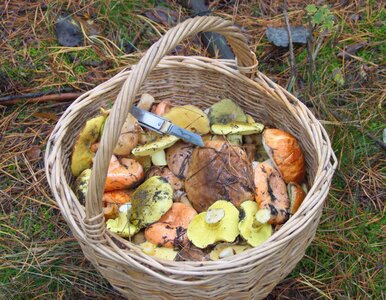 Miniatura: Grzybobranie zakończone sukcesem....