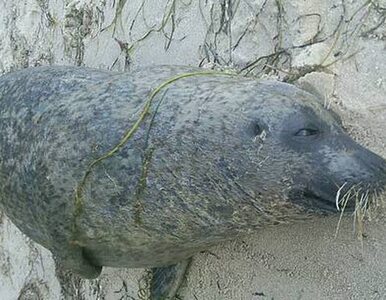 Miniatura: Znaleziono dwie martwe foki w Zatoce Puckiej