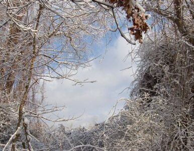 Miniatura: Atak zimy w USA: w Arkansas tyle śniegu...