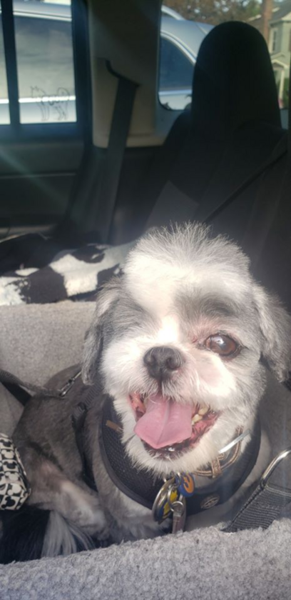 Pies internautki „Adoptowałabym ją w mgnieniu oka, ale mój mały stary mężczyzna traci wzrok i słuch” – napisała kolejna internautka, pokazując zdjęcie swojego psa.