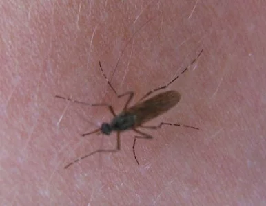Miniatura: Majówka? Przygotujcie się na inwazję komarów