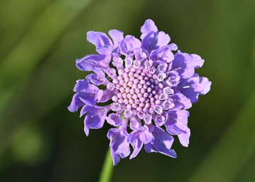 Driakiew gołębia (Scabiosa columbaria)