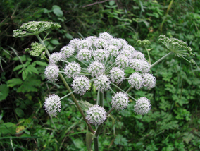 Miniatura: Sanepid ostrzega – tych 5 roślin omijaj z...