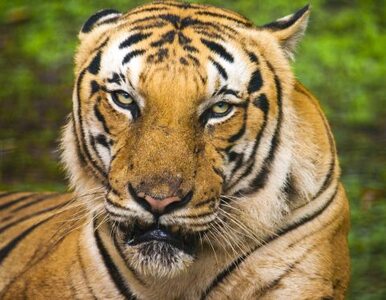 Miniatura: W Nepalu coraz więcej tygrysów