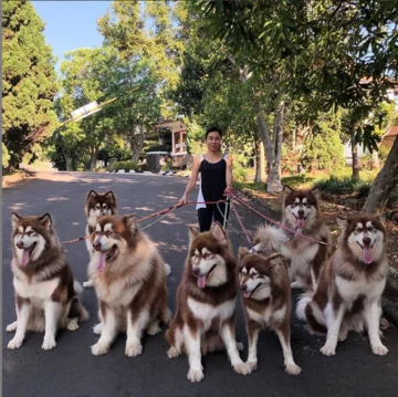 Właścicielka ze swoimi psami 