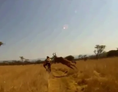 Miniatura: Rowerzysto - uważaj na... antylopy