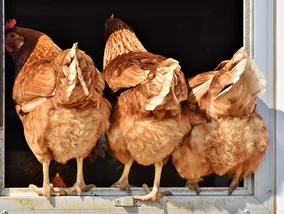 Miniatura: Groźna choroba w Polsce. Jest komunikat