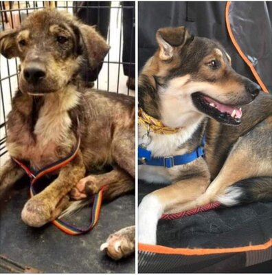 Miniatura: Psy przed i po adopcji