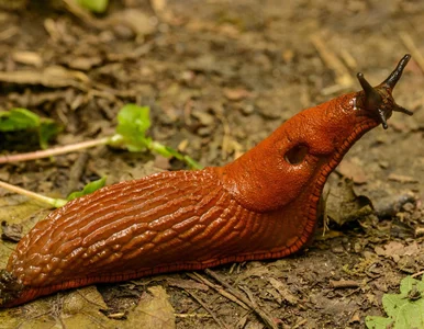 Miniatura: Ślimaki demolują ci uprawy? Oto niezawodne...