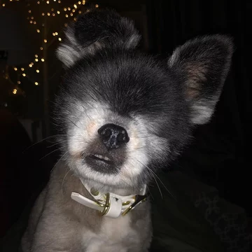 Abi i Dabi - psy, które połączyła przyjaźń 