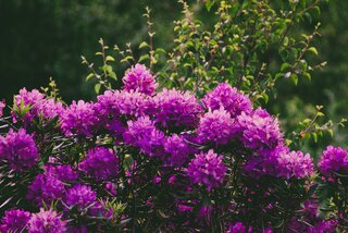 Różanecznik (rododendron)