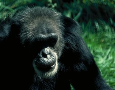 Miniatura: Czy zwierzęta mają dusze?