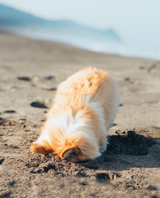 Maxine the Fluffy Corgi 