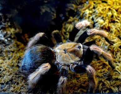 Miniatura: Olbrzymi pająk budował śmiertelne pułapki....