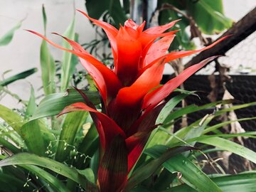 Bromelia