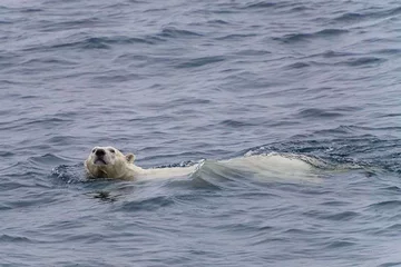 Niedźwiedzie polarne na Czukotce 