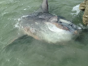 Inne sfotografowane przykłady oceanicznych samogłowów 