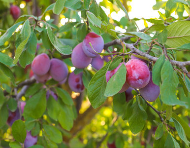 Miniatura: Wlałam 2 litry pod drzewko i zobaczyłam...