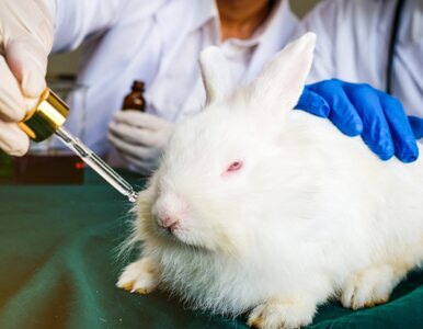 Testowanie kosmetyków na zwierzętach. Europejczycy chcą przerwać ten...