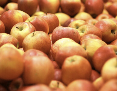 Miniatura: Sawicki: Jeść 4,5 kg jabłek zamiast...