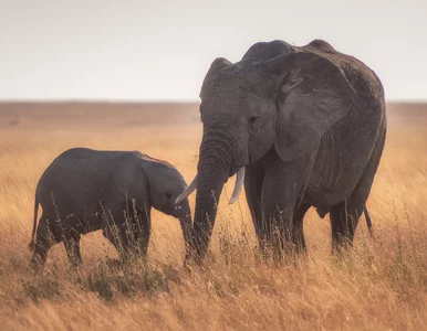 Miniatura: Tajemnica „zmarszczek” na trąbach słoni....