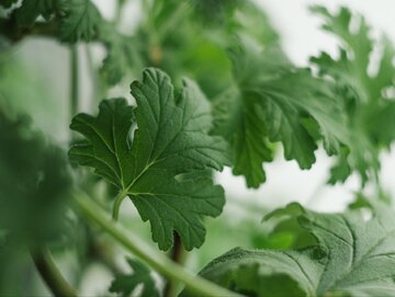 Geranium (anginka)